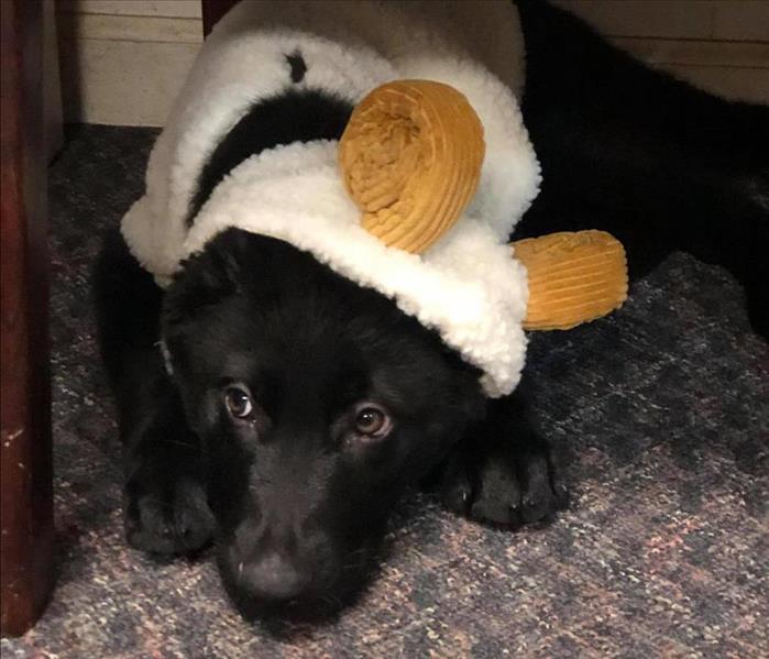 A black German shepherd puppy wearing a ram Halloween costume.