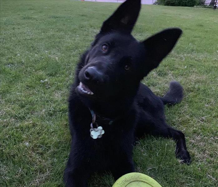 A large black German shepherd looking quizzical with a frisbee balanced on his paws.